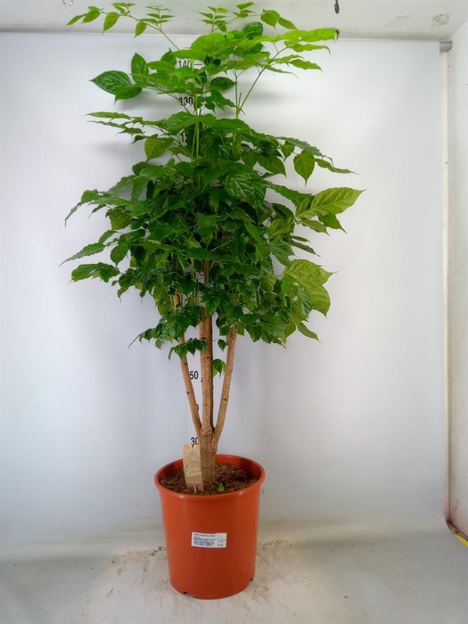 <h4>Radermachera sinica</h4>