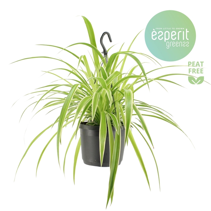 <h4>Chlorophytum Com. Variegatum hangpot</h4>