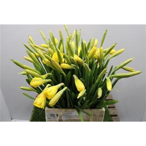 Narc T Standard Valu X100