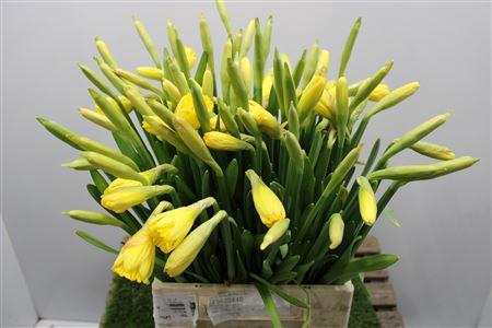 <h4>Narc T Standard Valu X100</h4>