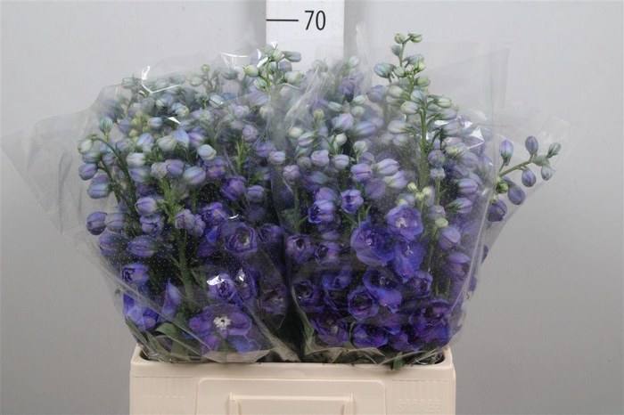 <h4>Delph Du Guard Blue</h4>