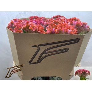 CEL C CLUBS COCKTAIL