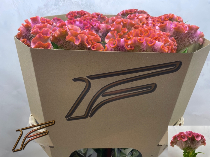 <h4>CEL C CLUBS COCKTAIL</h4>