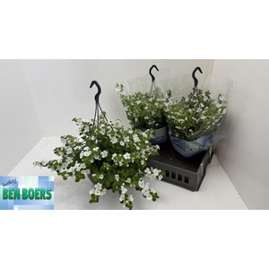 SUT SCO GULL D WHITE