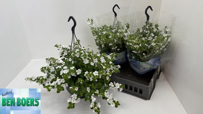 <h4>SUT SCO GULL D WHITE</h4>