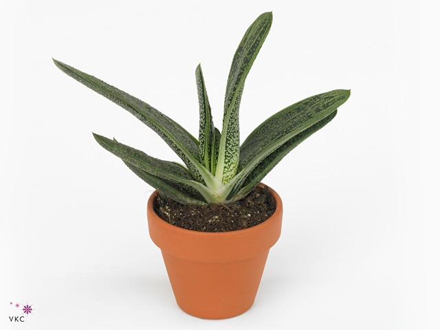 Gasteria  'Little Warty'