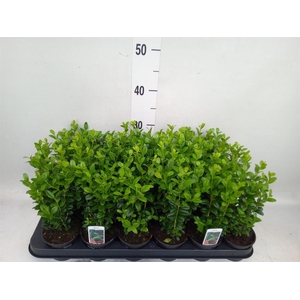 Buxus semp.   ...
