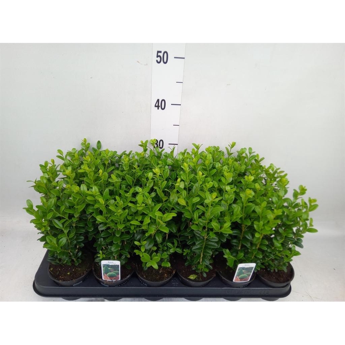 <h4>Buxus semp.   ...</h4>
