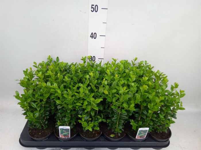 <h4>Buxus semp. ...</h4>