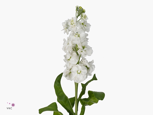 MATTH ANYT WHITE