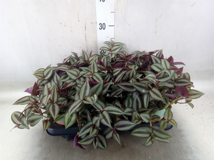 <h4>Arr.   Planten L%</h4>