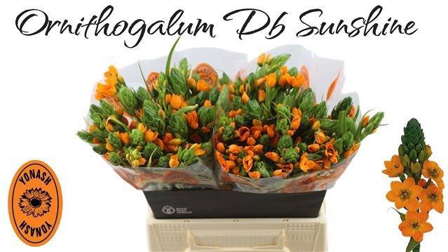 <h4>ORNIT DB SUNSHINE</h4>
