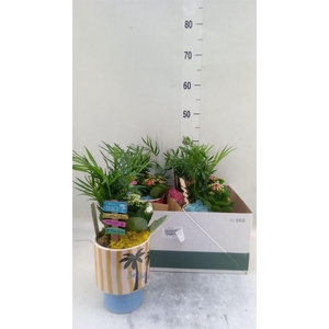 Arr.   Planten L%