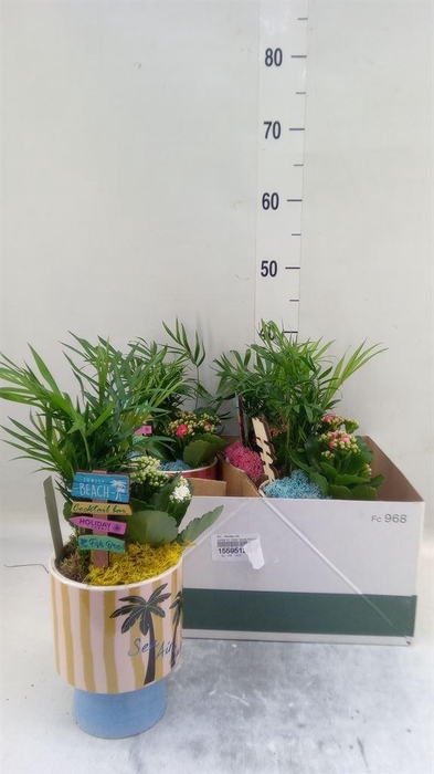 <h4>Arr.   Planten L%</h4>