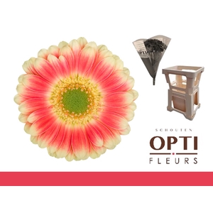 GE MI TOMPOUCE-Water hoes