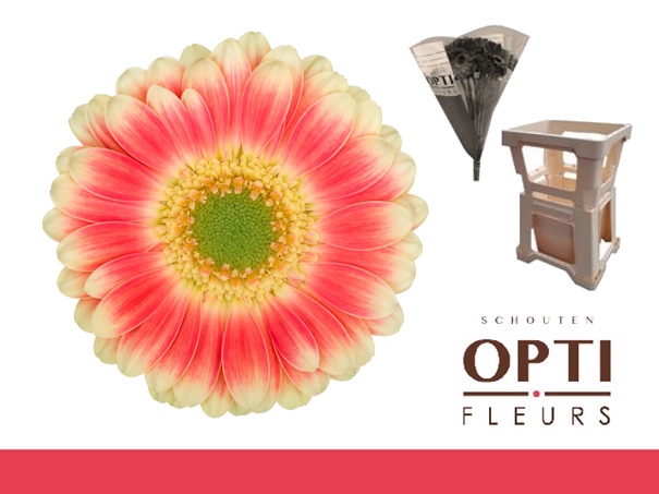 <h4>Germini Tompouce Water</h4>