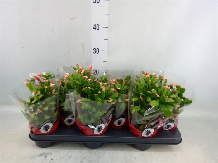 <h4>Schlumbergera   ...</h4>