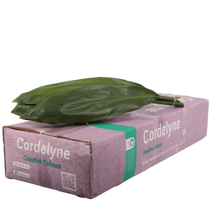 <h4>Cord. Green Tie Vacuum</h4>