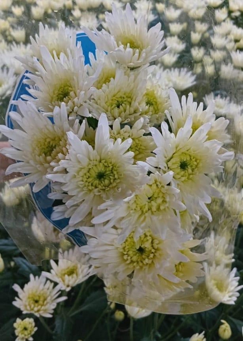 <h4>Chr White Sylveon (spider)</h4>