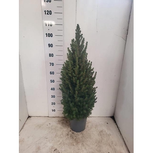 PICEA GL CONICA