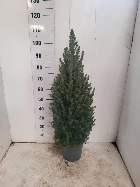 <h4>PICEA GL CONICA</h4>