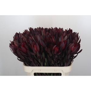 Leucadendron Saf Sunset Dark R.