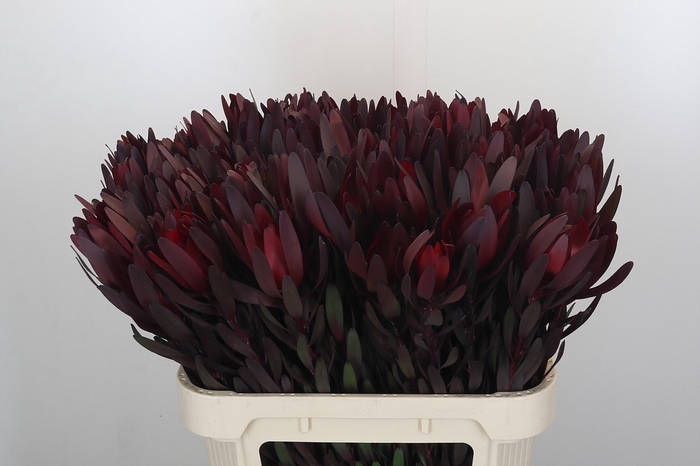 Leucadendron Saf Sunset Dark R.