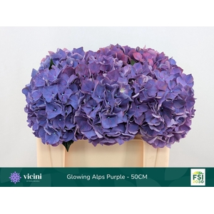 HYDRANGEA  'GLOWING ALPS PURPLE'