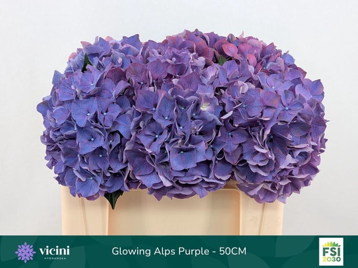 <h4>HYDRANGEA  'GLOWING ALPS PURPLE'</h4>