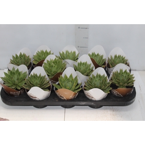 ECHEVERIA ESTRELA P11