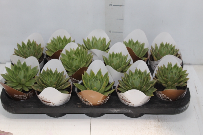 <h4>ECHEVERIA ESTRELA P11</h4>