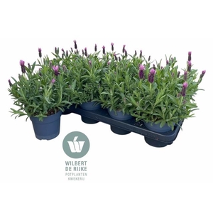 LAVAN S FA EARLY PIN