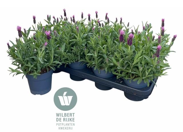 <h4>LAVAN S FA EARLY PIN</h4>