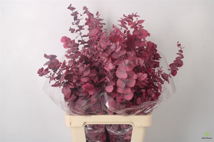 <h4>STABI STUARTIANA PINK PER BUNCH</h4>