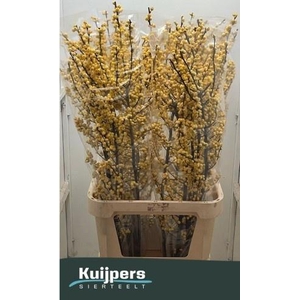 ILEX VE MAG CITRONEL