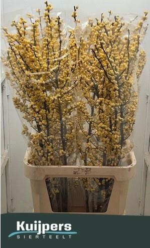 <h4>ILEX VE MAG CITRONEL</h4>