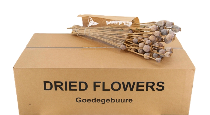 <h4>DROOGBL BEWERKT H%</h4>