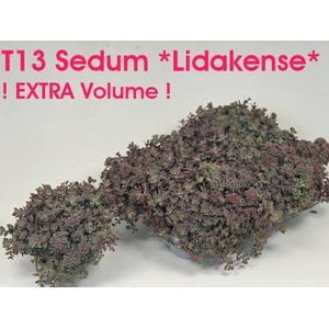 SEDUM CAUT LIDAKENSE