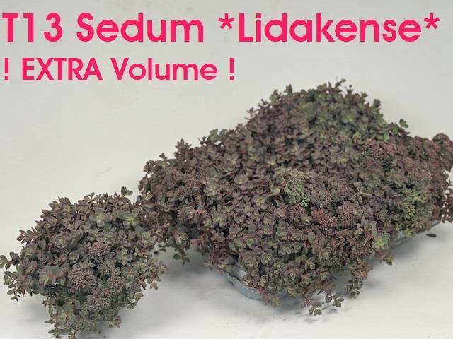 <h4>SEDUM CAUT LIDAKENSE</h4>