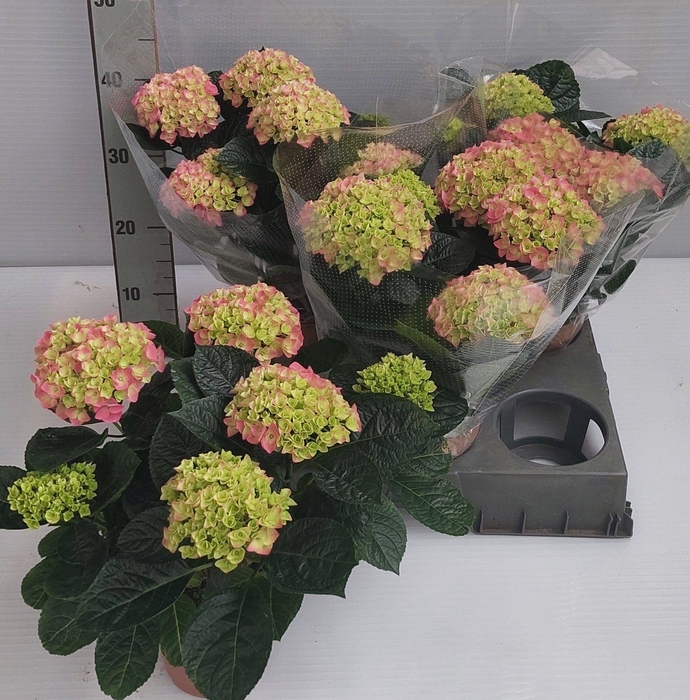 <h4>HYDR M ANDA</h4>