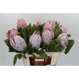 Protea Cynaroides