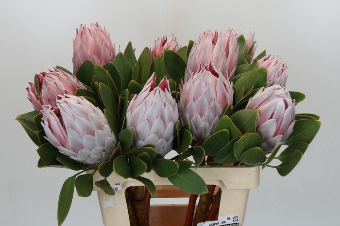 Protea Cynaroides