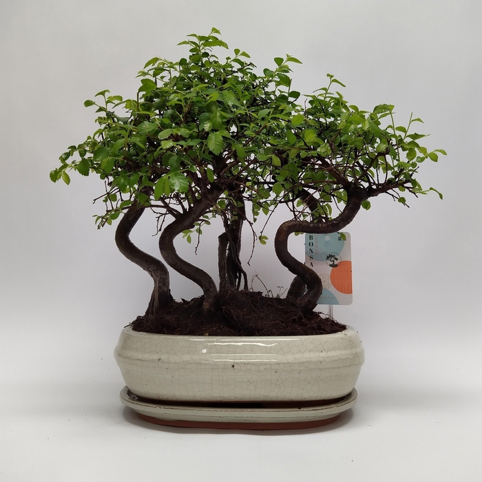 <h4>Zelkova S-shape Bonsai 'Forest' 26 cm</h4>