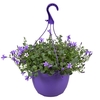 Campanula paars hangpot 22cm