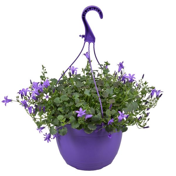 <h4>Campanula paars hangpot 22cm</h4>