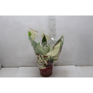 ASPLENIUM OSAKA LISO P17