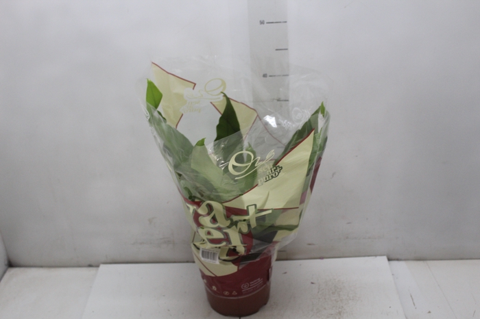 <h4>ASPLENIUM OSAKA LISO P17</h4>