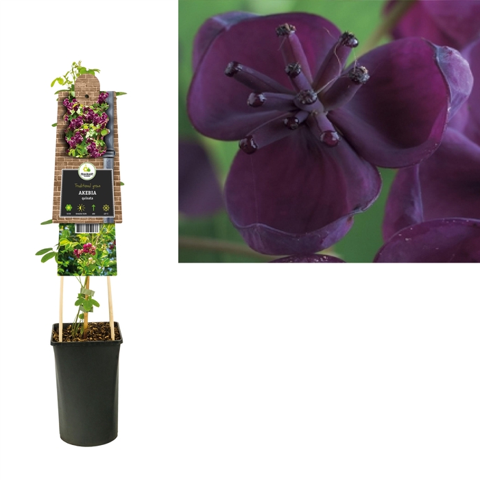 <h4>Akebia quinata +3.0 label</h4>
