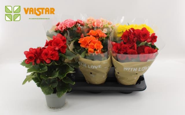 Begonia Elatior mix 13Ø 35cm