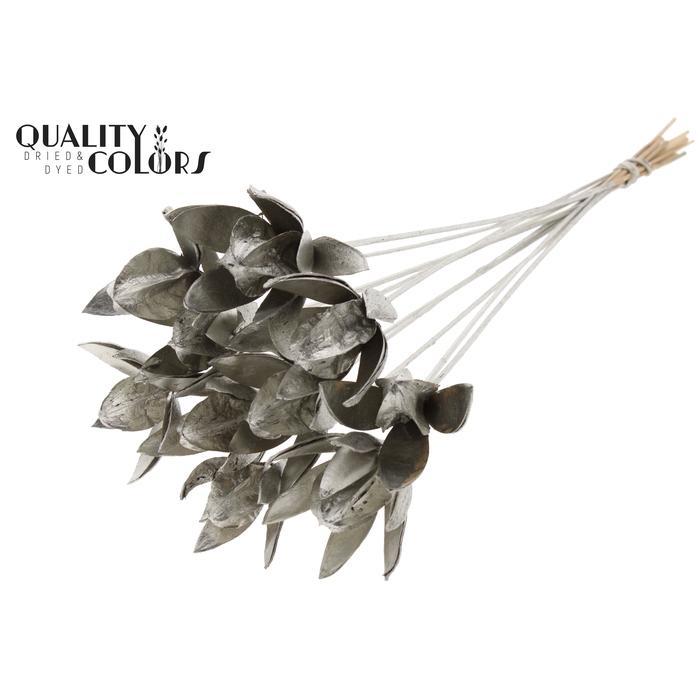 <h4>Wild Lilly on stem Platina</h4>